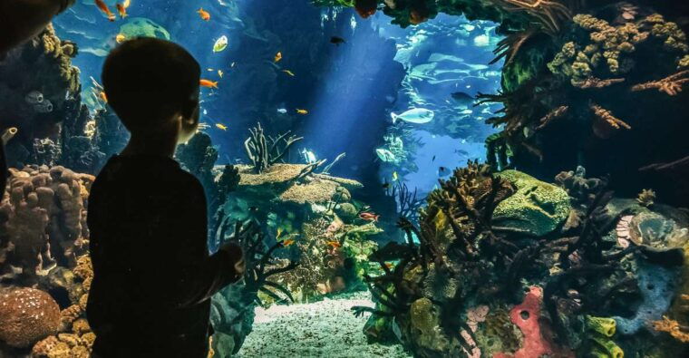 lisbon-oceanario-de-lisboa-entrance-ticket