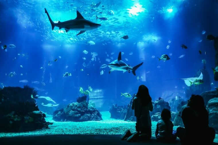 lisbon-oceanario-de-lisboa-entrance-ticket