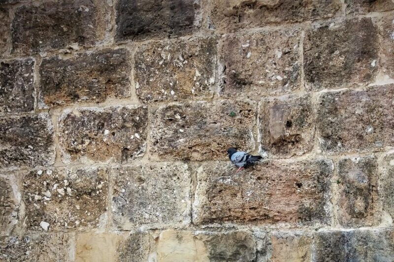 lisbon-old-town-private-walking-tour