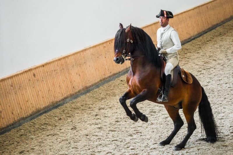 lisbon-portuguese-riding-school-trainig-with-lusitano-horse