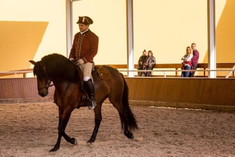 lisbon-portuguese-riding-school-trainig-with-lusitano-horse