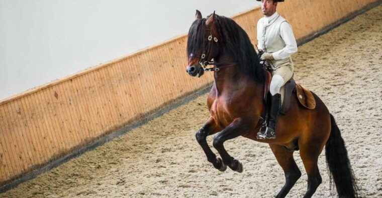 lisbon-portuguese-riding-school-trainig-with-lusitano-horse