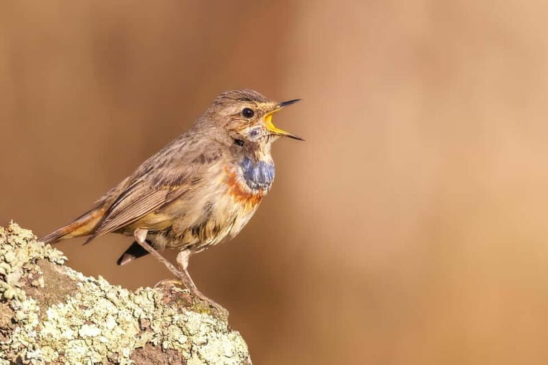 Lisbon: Private Birdwatching Tours with a Local Guide - Lisbon: Private Birdwatching Tours with a Local Guide