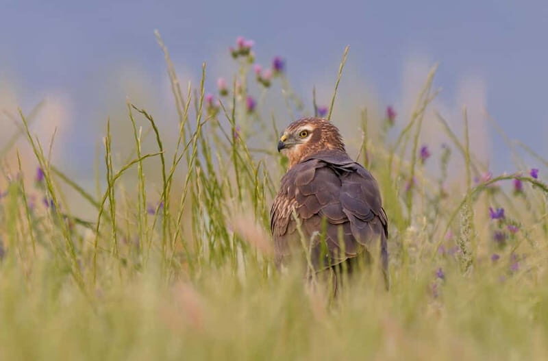 Lisbon: Private Birdwatching Tours with a Local Guide - Key Points