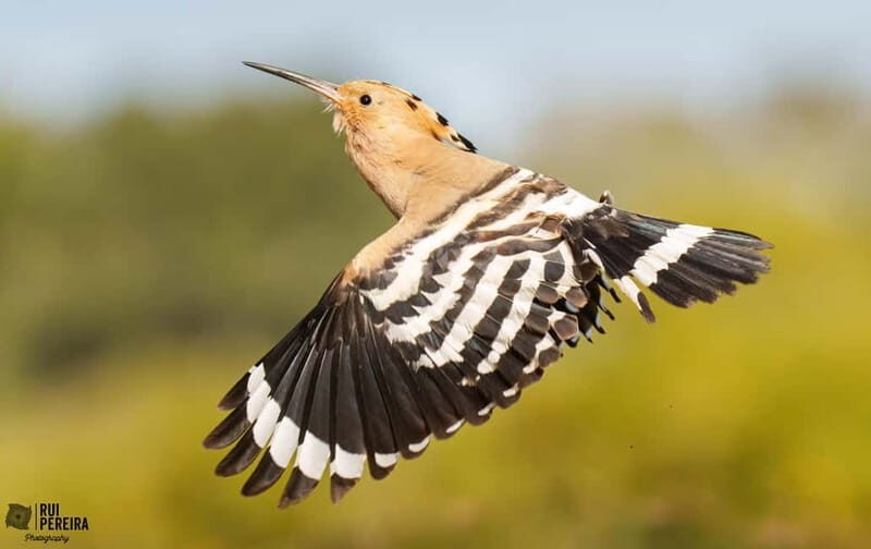 Lisbon: Private Birdwatching Tours with a Local Guide - FAQs