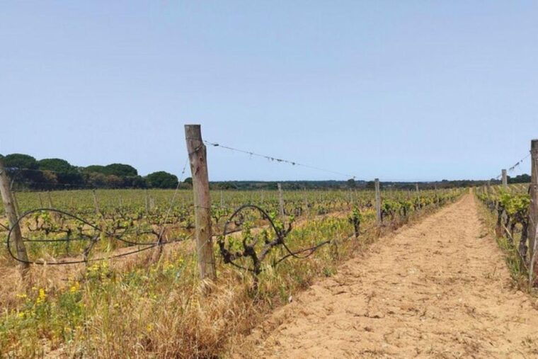 lisbon-private-full-day-evora-alentejo-wine-tour