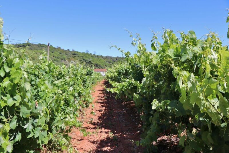 lisbon-private-setubal-region-wine-tasting-tour