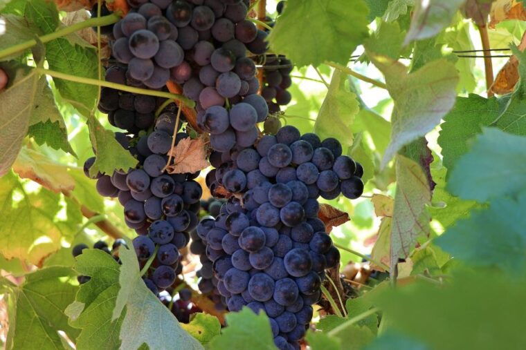 lisbon-private-setubal-region-wine-tasting-tour