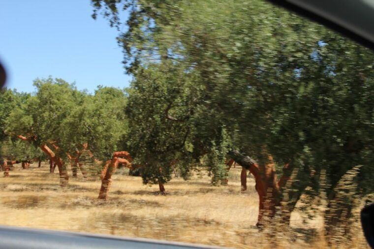 lisbon-private-tour-to-evora-and-cork-factory