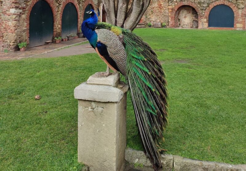 Lisbon: São Jorge Castle Skip-the-Line Ticket & Guided Tour - Introduction to the Tour