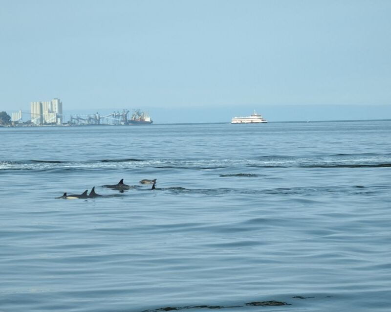 lisbon-scenic-day-sunset-boat-tour-with-a-drink
