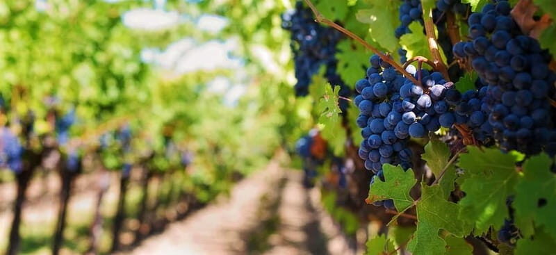 Lisbon: Setúbal, Arrábida and Azeitão Private Wine Tour - The Sum Up