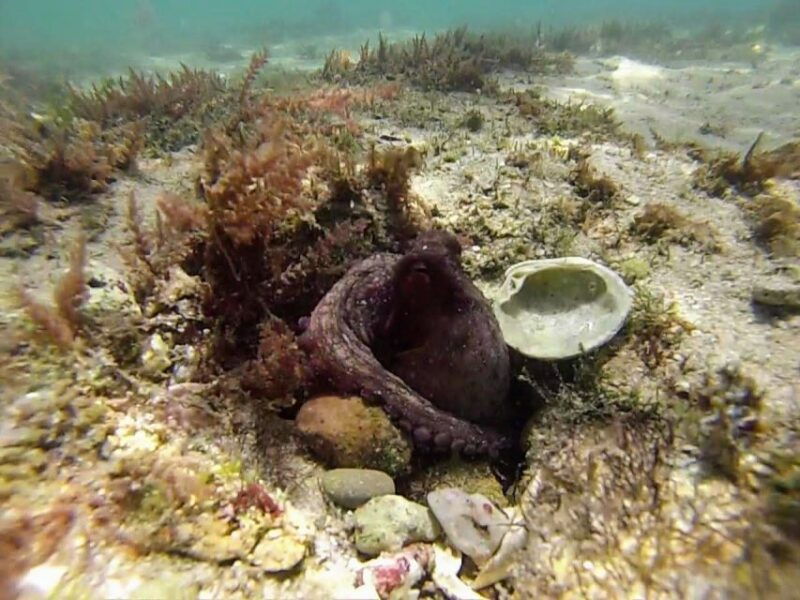 lisbon-snorkeling-and-wine-tasting-in-arrabida