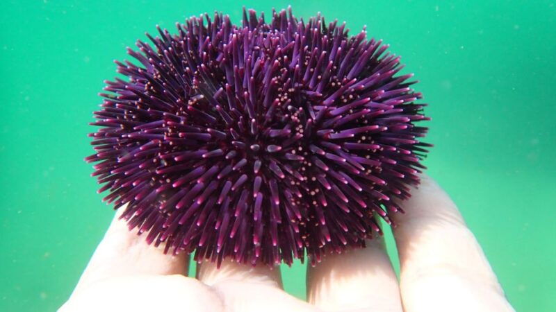 lisbon-snorkeling-and-wine-tasting-in-arrabida