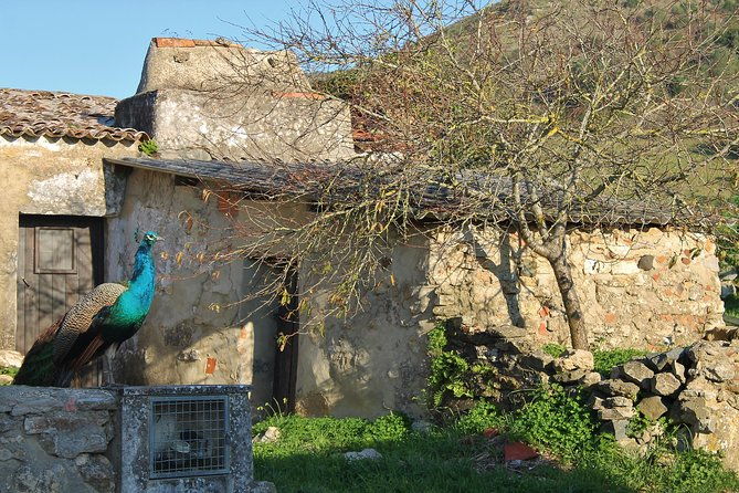 lisbon-southern-region-fernao-po-wine-tasting-private-tour