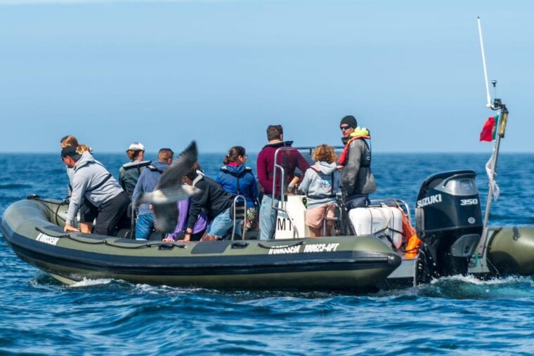 lisbon-speedboat-trip-to-bugio-lighthouse