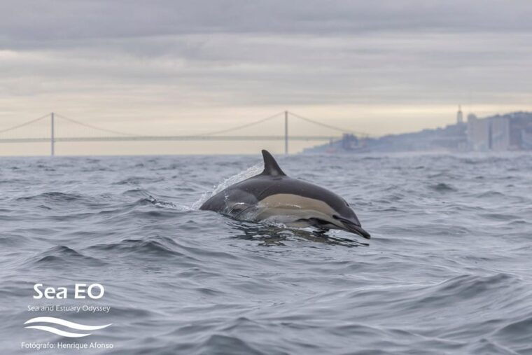 lisbon-speedboat-trip-to-bugio-lighthouse