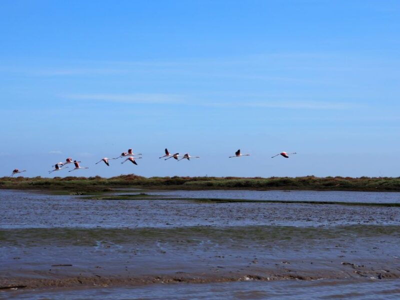 lisbon-tagus-estuary-nature-reserve-birdwatching-boat-tour