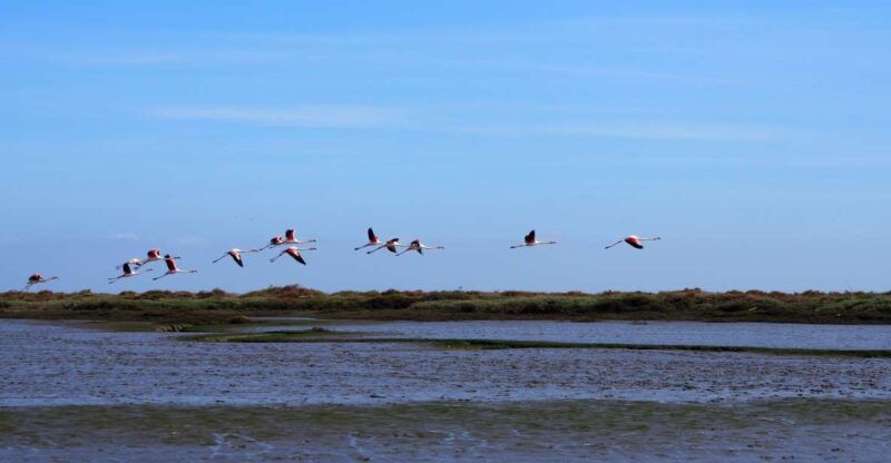 lisbon-tagus-estuary-nature-reserve-birdwatching-boat-tour