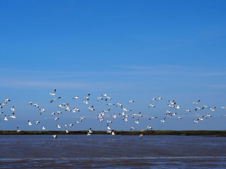 lisbon-tagus-estuary-nature-reserve-birdwatching-boat-tour