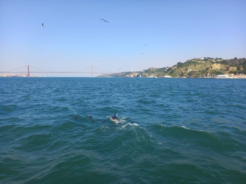 lisbon-tagus-river-cruise-to-the-ocean-dolphin-watching