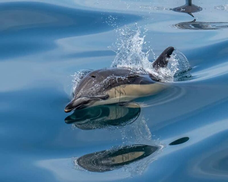 Lisbon: Tagus River Marine Wildlife Speedboating Adventure - Final Thoughts