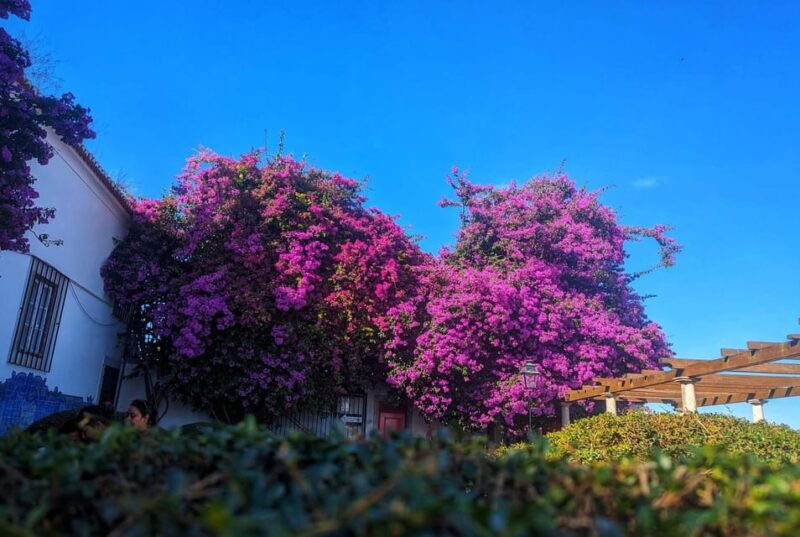 lisbon-tuk-tuk-private-tour-with-free-polaroid-photos