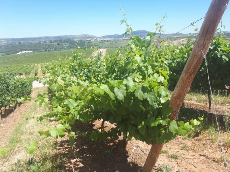 lisbon-wine-tasting-private-tour