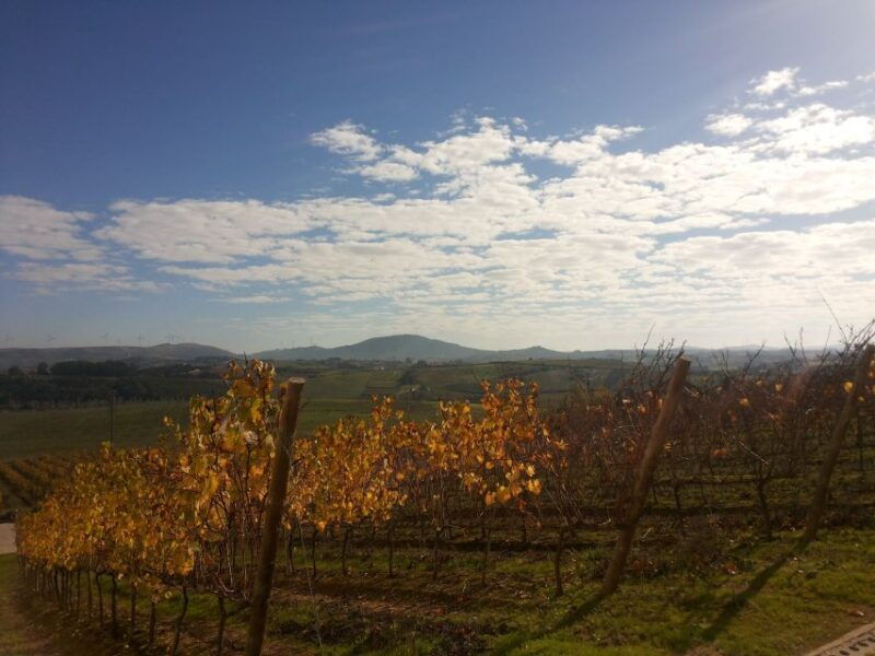 lisbon-wine-tasting-private-tour