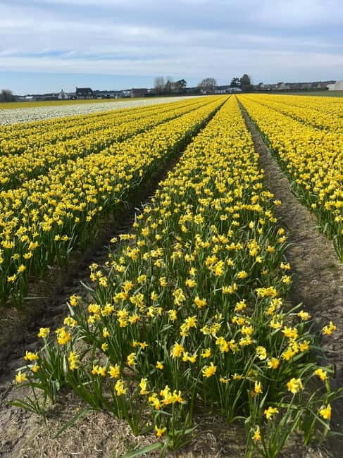 Lisse: Private Tulip Fields Tour with a Local Guide 1h Tour - FAQ