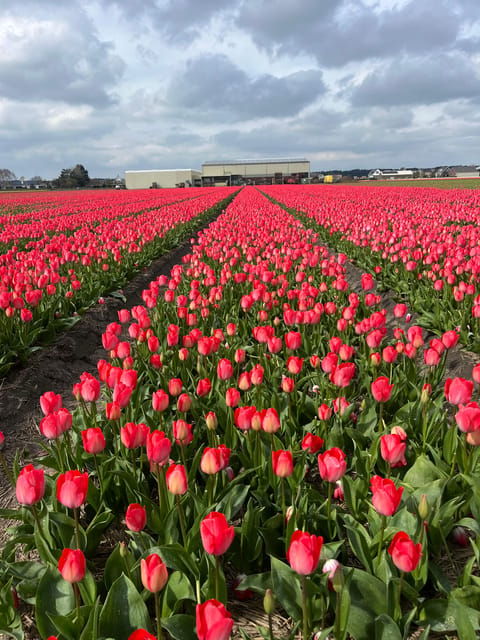 lisse-private-tulip-fields-tour-with-a-local-guide