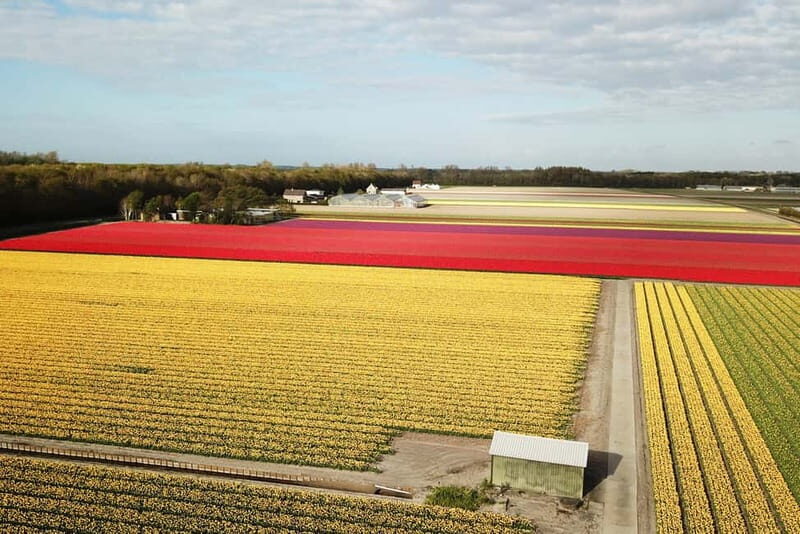 Lisse: Self-Guided Tulip Fields GPS Audio Tour - Who Will Love This Tour?