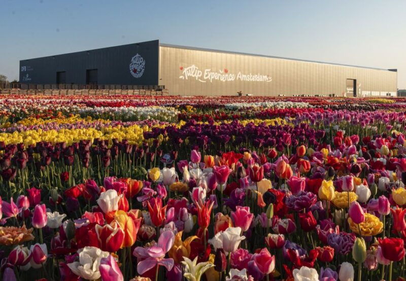 lisse-tulip-experience-ticket-with-museum-flower-picking