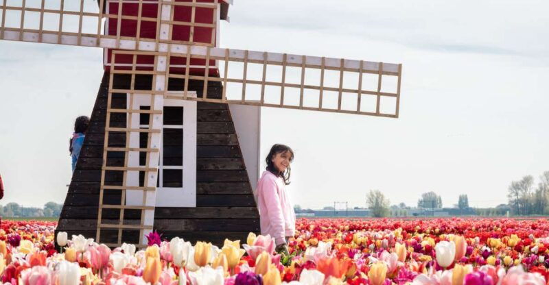 lisse-tulip-experience-ticket-with-museum-flower-picking