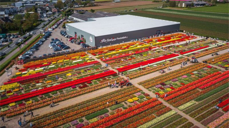 lisse-tulip-experience-ticket-with-museum-flower-picking