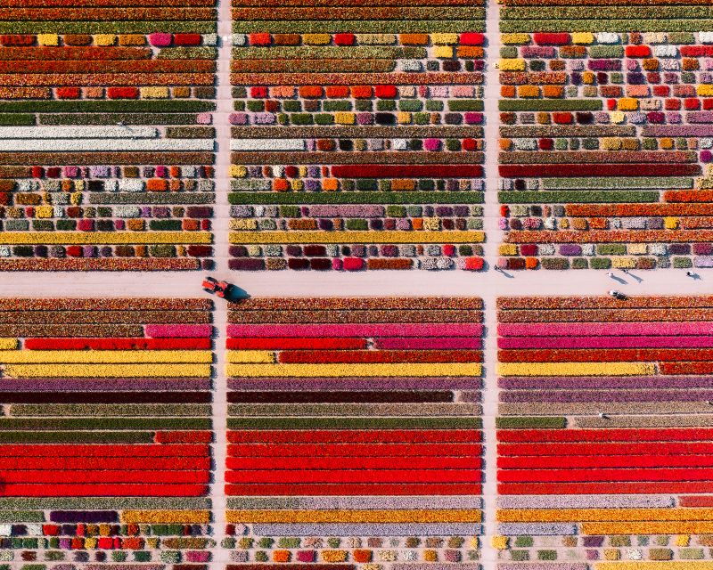 lisse-tulip-experience-ticket-with-museum-flower-picking