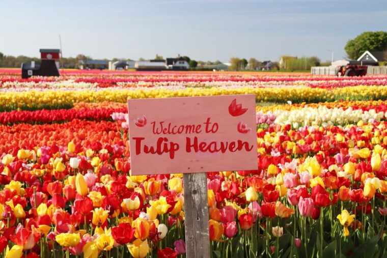 lisse-tulip-experience-ticket-with-museum-flower-picking