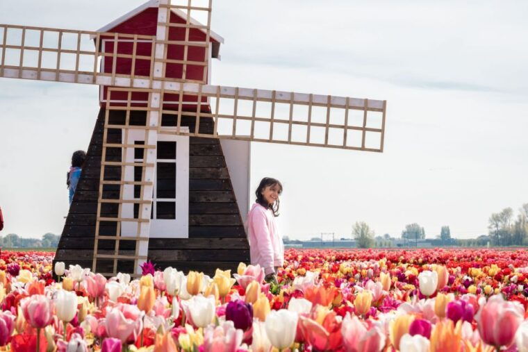 lisse-tulip-experience-ticket-with-museum-flower-picking