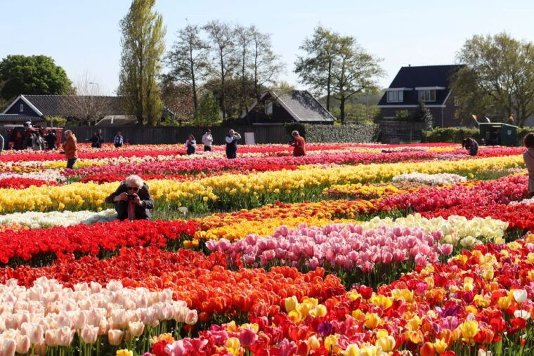 lisse-tulip-experience-ticket-with-museum-flower-picking