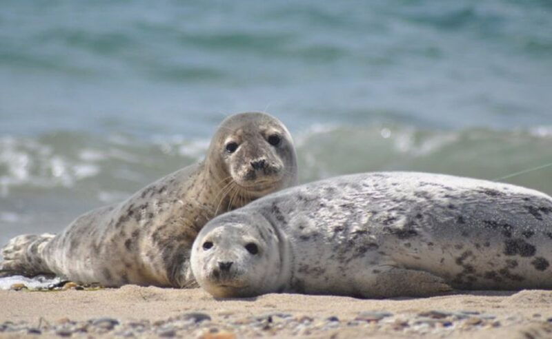 list-sylt-guided-seal-watching-cruise-on-a-rustic-boat