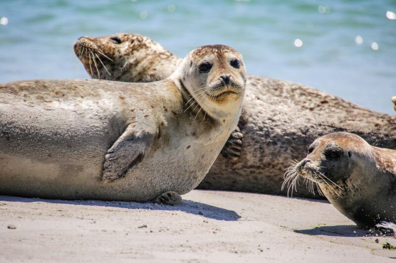 list-sylt-guided-seal-watching-cruise-on-a-rustic-boat