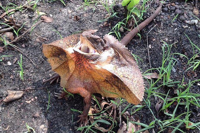 Litchfield National Park and Jumping Crocodile Cruise - Practical Tips for Travelers