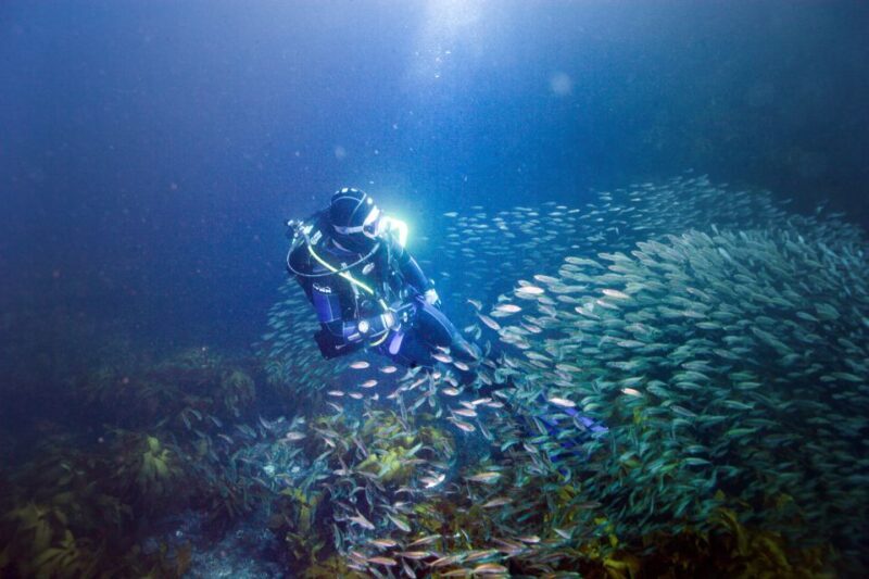 Little Barrier Island: Full-Day Scuba Dive Charter - Exploring the Little Barrier Island: Full-Day Scuba Dive Charter