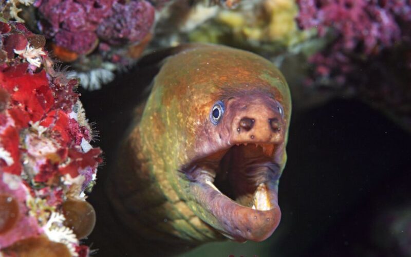 Little Barrier Island: Full-Day Scuba Dive Charter - The Itinerary in Detail