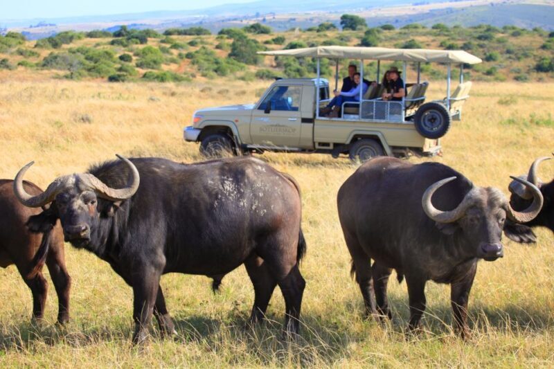 Little Brak River: Botlierskop Guided Game Drive - Key Points
