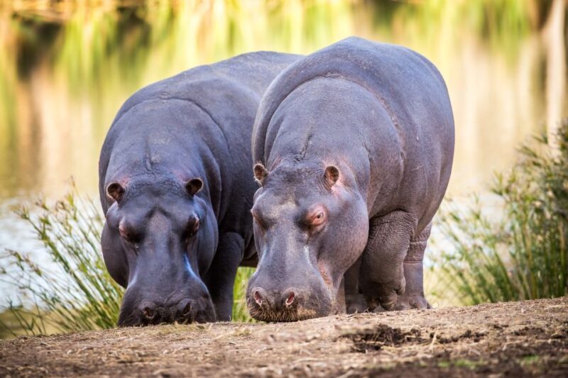 Little Brak River: Botlierskop Guided Game Drive - An Overview of the Experience