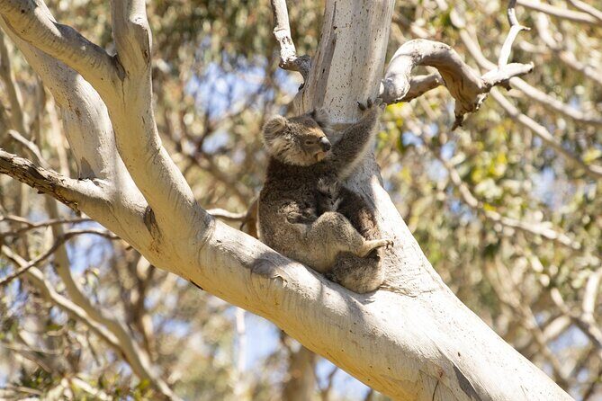 Little Koala Walking Tour - An In-Depth Look at the Little Koala Walking Tour
