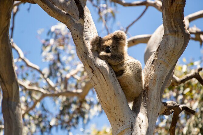 Little Koala Walking Tour - Is This Tour Right for You?