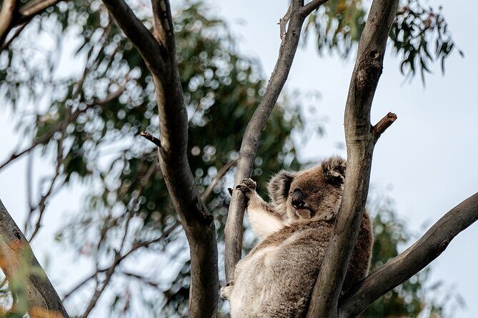Little Koala Walking Tour - FAQ