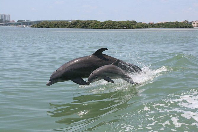 little-toot-dolphin-adventure-at-clearwater-beach